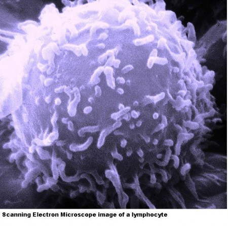Lymphocyte