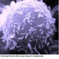 Lymphocyte